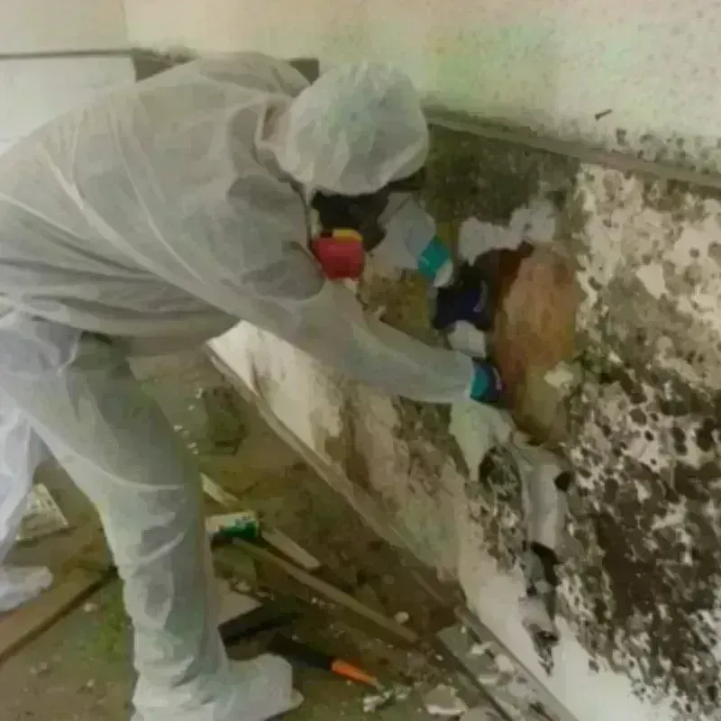 Mold Remediation and Removal in Walthall, MS